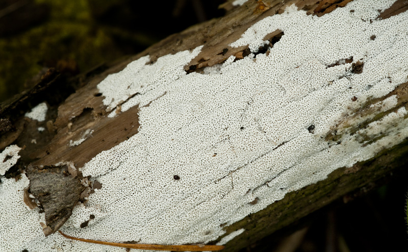 Ceriporia reticulata